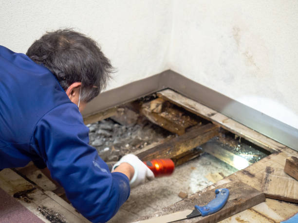 Best Commercial Mold Removal  in Homewood, SC