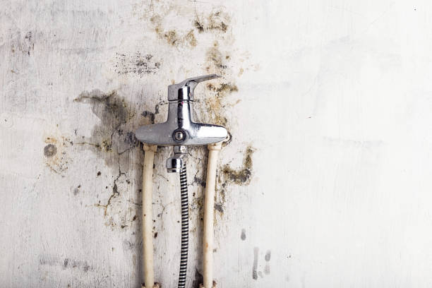 Best Certified Mold Removal  in Homewood, SC