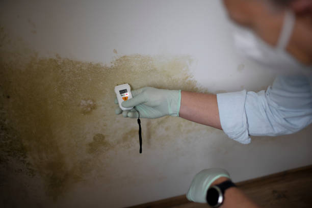 Best Mold Damage Repair  in Homewood, SC