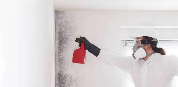 Best Attic Mold Removal  in Homewood, SC