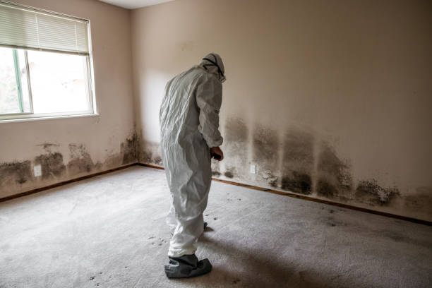 Best Mold Testing and Removal  in Homewood, SC