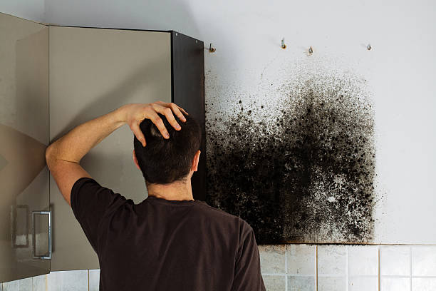 Homewood, SC Mold Removal Company