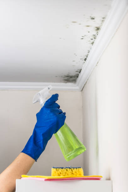 Best Commercial Mold Removal  in Homewood, SC